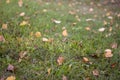 Fallen dry leaves on the grass. Withering of nature. The arrival of autumn Royalty Free Stock Photo