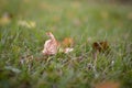 Fallen dry leaves on the grass. Withering of nature. Royalty Free Stock Photo