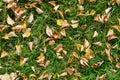 Fallen dry leaves on the green grass. The arrival of autumn Royalty Free Stock Photo