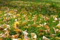 Fallen dry leaves on the grass. Withering of nature. The arrival of autumn Royalty Free Stock Photo