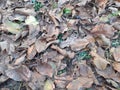 Fallen dry leaves on the ground