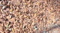 Fallen dry leaves leaf brown dry color background nature texture Royalty Free Stock Photo