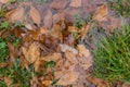 Fallen dry leaves in a puddle on the grass Royalty Free Stock Photo