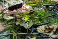 Fallen dry leaves and small branches in a forest pool among stones, moss and vegetation. Wet and humid climate after rainy Royalty Free Stock Photo