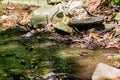 Fallen dry leaves and small branches in a forest pool among stones, moss and vegetation. Wet and humid climate after rainy Royalty Free Stock Photo