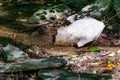 Fallen dry leaves and small branches in a forest pool among stones, moss and vegetation. Wet and humid climate after rainy Royalty Free Stock Photo