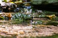 Fallen dry leaves and small branches in a forest pool among stones, moss and vegetation. Wet and humid climate after rainy Royalty Free Stock Photo