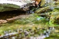 Fallen dry leaves and small branches in a forest pool among stones, moss and vegetation. Wet and humid climate after rainy Royalty Free Stock Photo