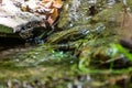 Fallen dry leaves and small branches in a forest pool among stones, moss and vegetation. Wet and humid climate after rainy Royalty Free Stock Photo