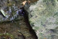 Fallen dry leaves and small branches in a forest pool among stones, moss and vegetation. Wet and humid climate after rainy Royalty Free Stock Photo