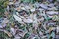 Fallen dry leaves with white frost, abstract natural top view background. Frozen foliage on the ground. First frost Royalty Free Stock Photo