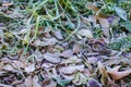 Fallen dry leaves with white frost, abstract natural top view background. Frozen foliage on the ground. First frost Royalty Free Stock Photo