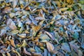 Fallen dry leaves with white frost, abstract natural top view background. Frozen foliage on the ground. First frost Royalty Free Stock Photo