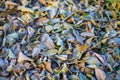 Fallen dry leaves with white frost, abstract natural top view background. Frozen foliage on the ground. First frost Royalty Free Stock Photo