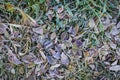 Fallen dry leaves with white frost, abstract natural top view background. Frozen foliage on the ground. First frost Royalty Free Stock Photo