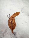 Fallen dry linden seed stem with wing without seeds sticking out of white snow in a winter park or forest