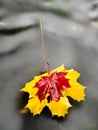 Fallen dry maple leaf on water, leaf stick on stone in stream Royalty Free Stock Photo