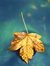 Fallen dry maple leaf on water, leaf stick on stone in stream Royalty Free Stock Photo