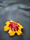 Fallen dry maple leaf on water, leaf stick on stone in stream Royalty Free Stock Photo