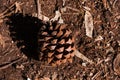 FALLEN DRY PINE CONE ON BARE GROUND Royalty Free Stock Photo