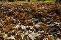 Fallen dry plane tree leaves in Autumn. Background texture. Royalty Free Stock Photo