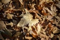 Fallen dry plane tree leaves in Autumn. Background texture. Selective focus. Royalty Free Stock Photo