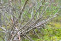 Fallen dry tree