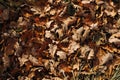 Fallen dry yellow, brown oak leaves on ground. Autumn background top view Royalty Free Stock Photo