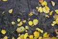 Fallen dry yellow, orange, red leaves of viburnum, peach, apple trees covered the black earth with a carpet in November. Royalty Free Stock Photo