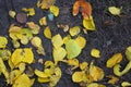 Fallen dry yellow, orange, red leaves of viburnum, peach, apple trees covered the black earth with a carpet in November. Royalty Free Stock Photo