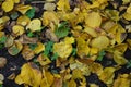 Fallen dry yellow, orange, red leaves of viburnum, peach, apple trees covered the black earth with a carpet in November. Royalty Free Stock Photo