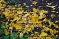 Fallen dry yellow, orange, red leaves of viburnum, peach, apple trees covered the black earth with a carpet in November. Royalty Free Stock Photo