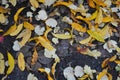 Fallen dry yellow, orange, red leaves of viburnum, peach, apple trees covered the black earth with a carpet in November. Royalty Free Stock Photo