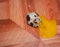 Broken quail egg on the floor flying yolk Royalty Free Stock Photo