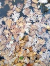 Fallen fall leaves in lake water, floating autumn leaf