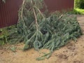 Fallen fir tree abandoned on the ground