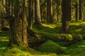 Fallen fir tree covered in green moss Royalty Free Stock Photo