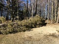 Fallen fir tree on the ground in forest across trees. storm results