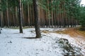 Fallen the first snow in a pine forest Royalty Free Stock Photo