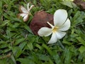 Fallen Florish On Stone