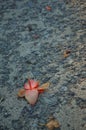 Fallen flower on a rough concrete surface Royalty Free Stock Photo