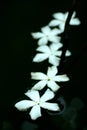 Fallen Flowers Royalty Free Stock Photo