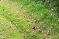 The fallen flowers and the grass Royalty Free Stock Photo