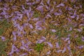 Fallen flowers of jacaranda covered with water drops. Royalty Free Stock Photo