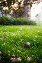 Fallen flowers Royalty Free Stock Photo