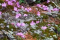 Fallen flowers and rhododendron petals lie on a stone covered with mosses Royalty Free Stock Photo