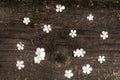 Fallen flowers of a viburnum on a background of a texture of an old blackened tree