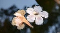 Fallen flowers in water Royalty Free Stock Photo