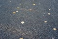 Fallen foliage on asphalt