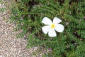 Fallen frangipani flower on bush